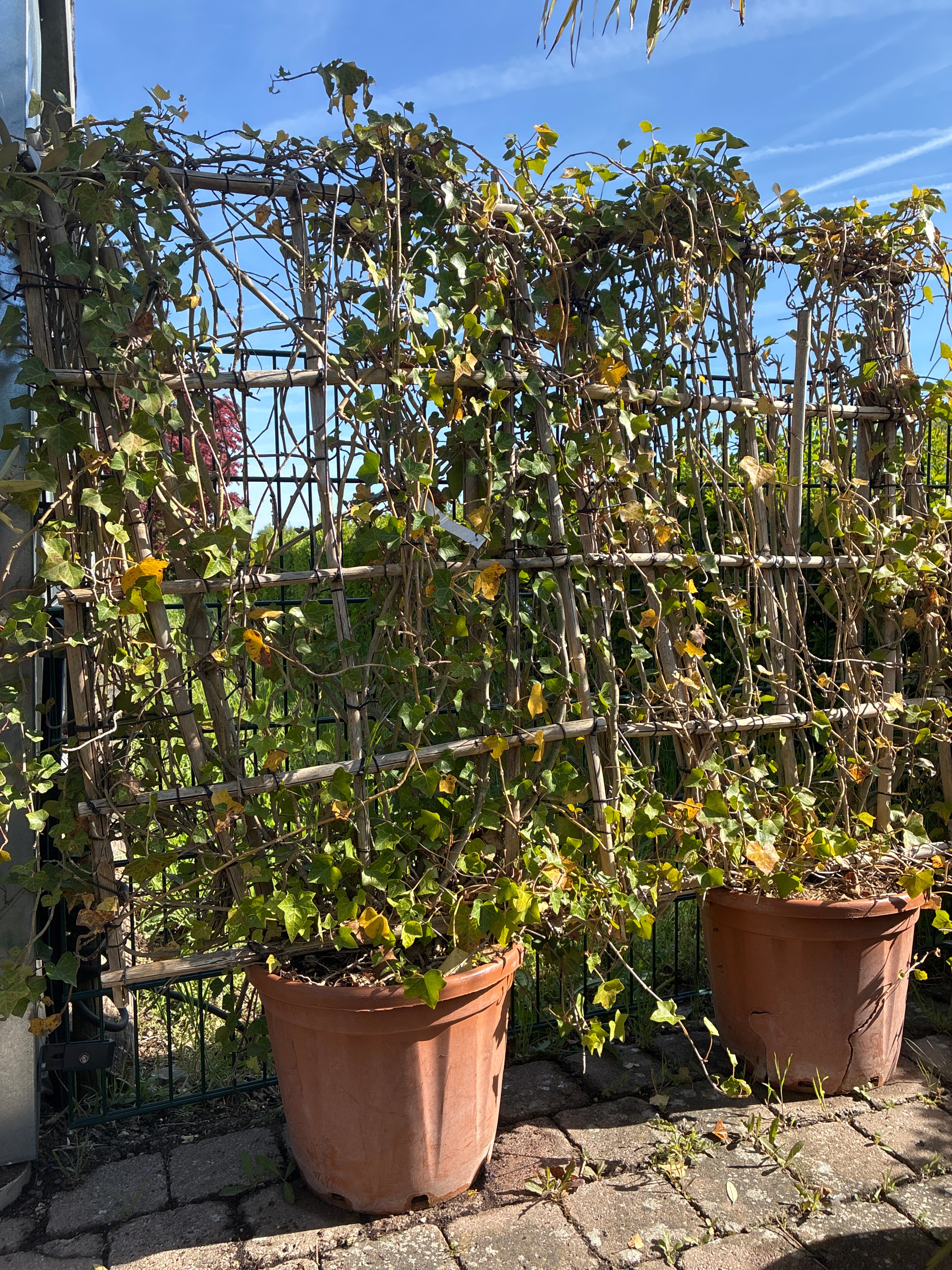 Großblättriger Irischer Efeu / Hedera helix ssp. hibernica, Spalier